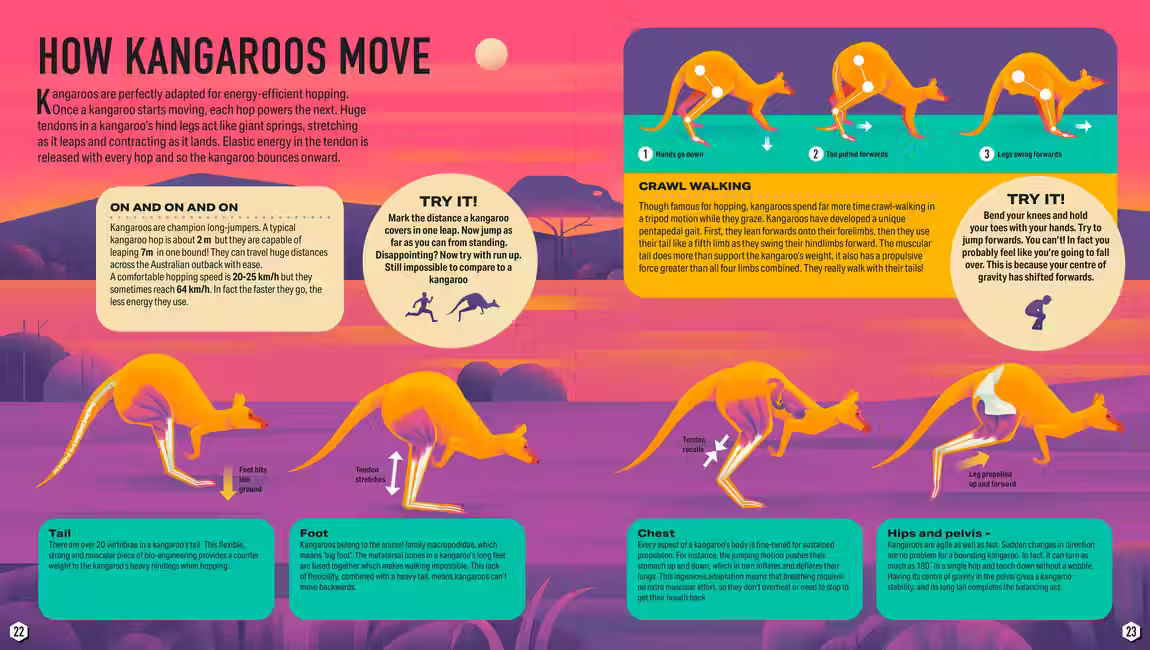 Animals in Action: Runners & Jumpers – novelty book design by Victoria Vassiades, image 2 of 2
